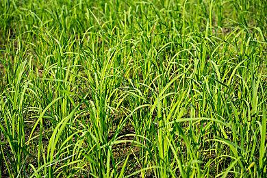 《塞尔达传说：王国之泪》林克将从浮岛上开始冒险